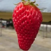 モチオ