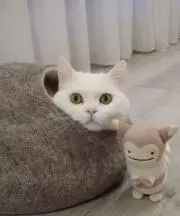 ちゃまりの画像