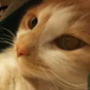 フワリの画像