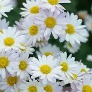 annの画像