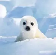 MSの画像