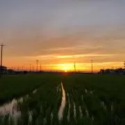 MURAI