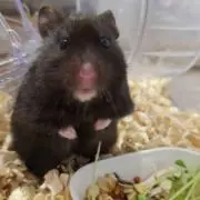 ピンウィールの画像