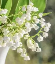 おまめ☺︎の画像