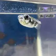 りょうの画像