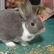 いとの画像
