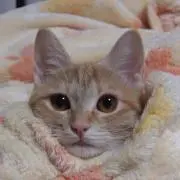 ゆととの画像