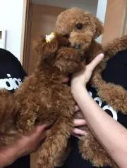 シボ