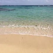 チェリーブロッサム