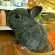 ヌシの画像