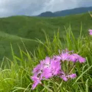 maaaa(即購入OK)の画像