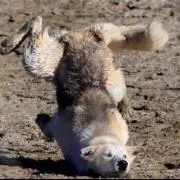 Coyote