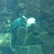 ひな
