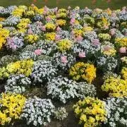 saffronの画像