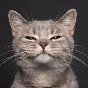 にゃんこの画像