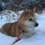 あさひ