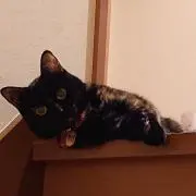 しみじゅんの画像