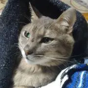 まきびしの画像