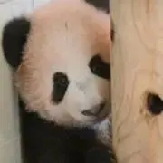 のんちゃんの画像