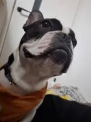 牛の画像
