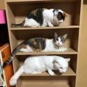 のーてんこっぷ