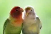 クロ