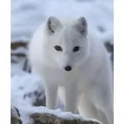 風月