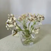 wildflowerの画像