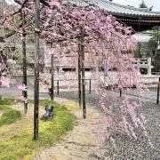 うめきちの画像