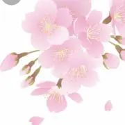 ぼんさいの画像