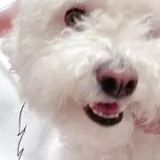 しゅう