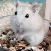 ゆわたんの画像