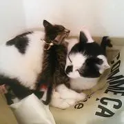 かぼむっく【フォロー割あり】の画像