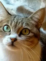 ちゃぼの画像