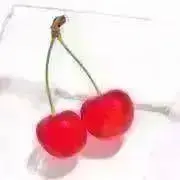 ぱぷの画像
