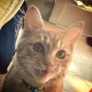ぴんの画像