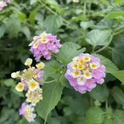 テルル✻*˸ꕤ*˸*⋆の画像