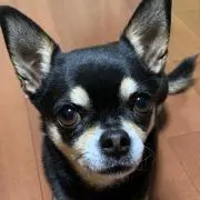 Mokoの画像