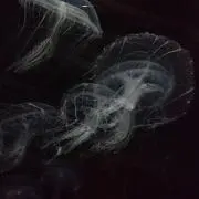 でん