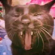 かなやんの画像