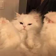 る