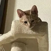 うあの画像