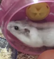 えりちの画像