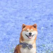 ぱっへるべるの画像