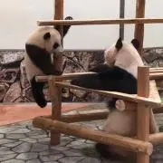 りゅうもの画像