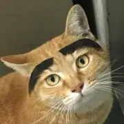 おしげ