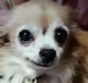 タバサの画像