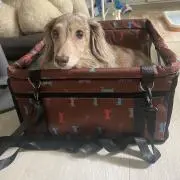 Chocoice
