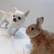 suzuの画像
