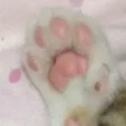 猫大好き♡